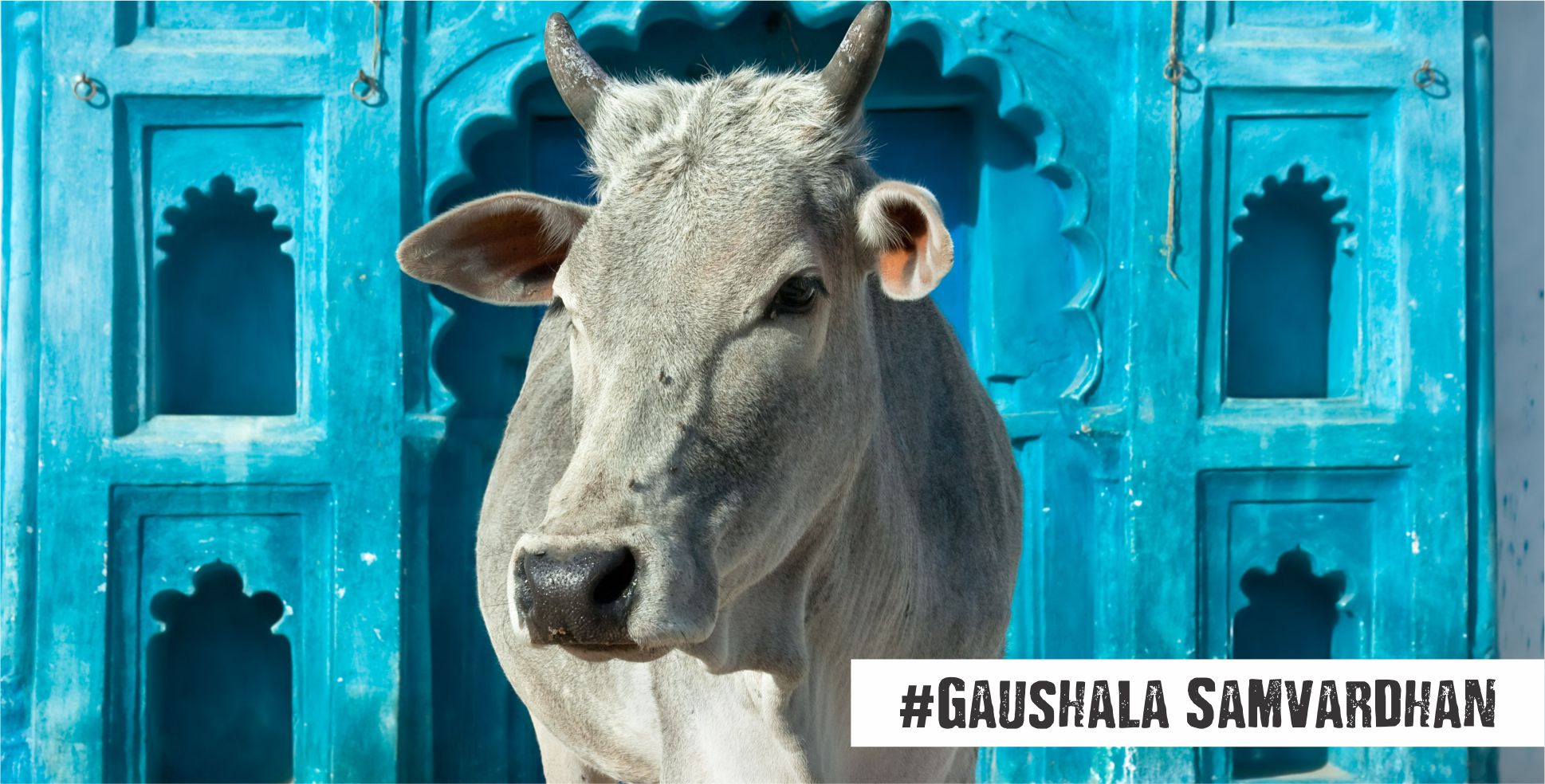 gaushala-samvardhan-federation-of-indian-animal-protection-organisations