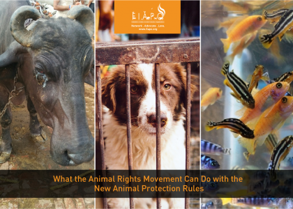 What the Animal Rights Movement Can Do with the New Animal Protection Rules