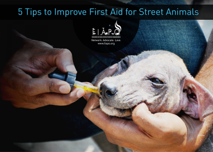 5 Tips to Improve First Aid for Street Animals!