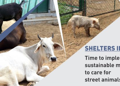 Shelters in Shackles: Time to implement sustainable models to care for street animals.