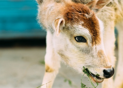 This National Milk Day, Spread the Word of Compassion!