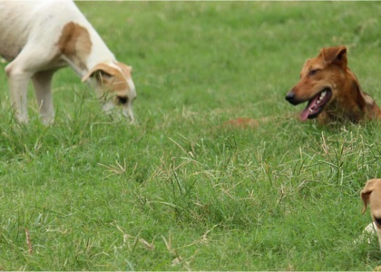 FIAPO takes preventive action to protect dogs after a confirmed rabies case in Maharashtra