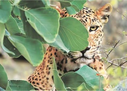 Advocating Humane Treatment of Animals at Sayaji Baug Zoo in Gujarat