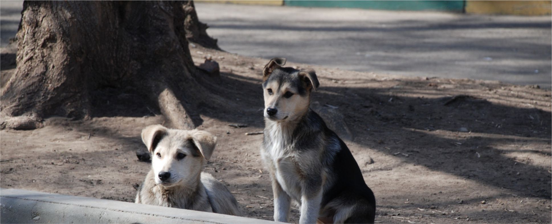 Dog bite outlet treatment in tamil