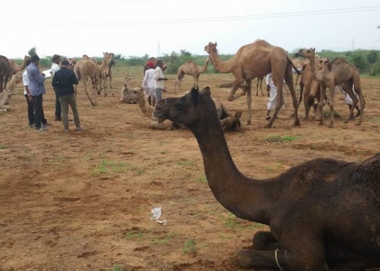 The Camel Rescuers of India