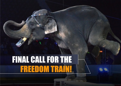 Final Call For Freedom Train