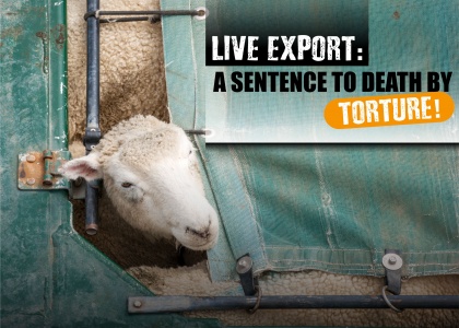 Live Export: A Sentence To Death By Torture