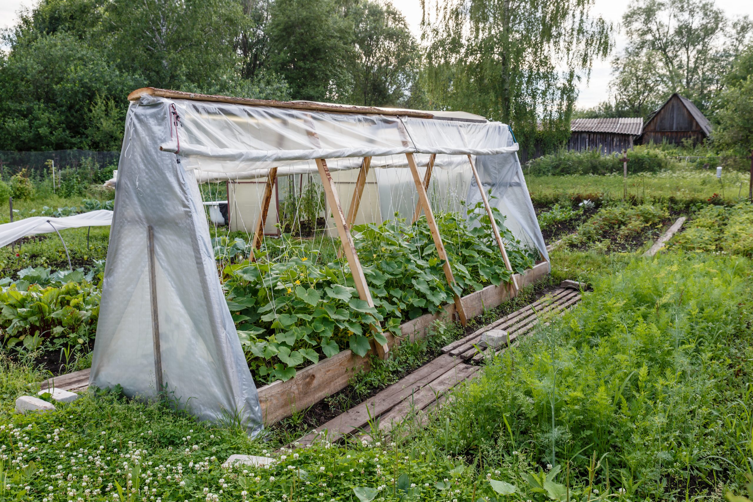 Парник под огурцы